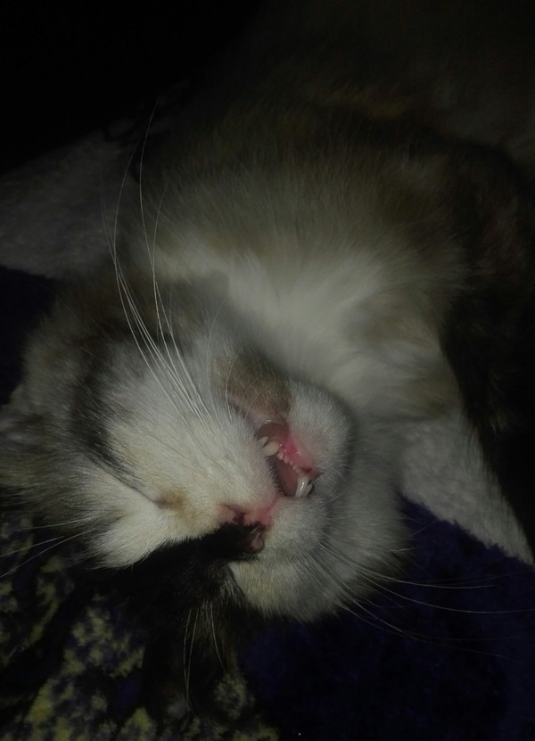 My cat sleeps with her mouth open. - My, cat, Milota, Short post