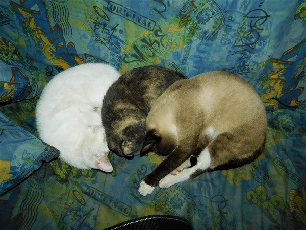 Triple Kotoson - My, Pet, cat, Catomafia, Pets