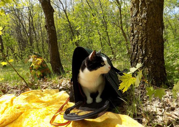 Where I am? - cat, Nature, 