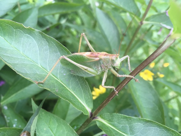 Grasshopper? - My, Insects, Animals, Leningrad region, Insecticides