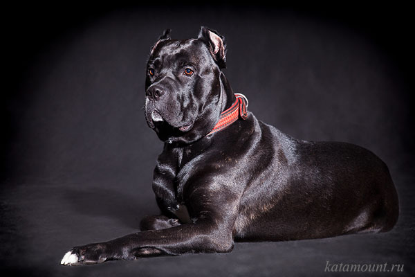 Cane Corso - Ramsey Bolton's Dogs - Dog, Game of Thrones, Animals, The photo