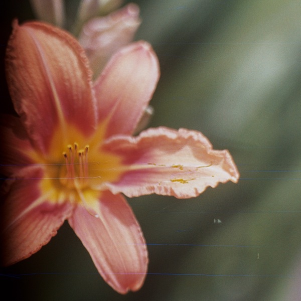 Dark side - My, Confrontation, Flowers, Film, The photo