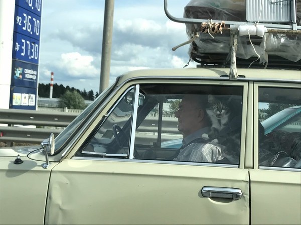 - Chef, drive, gonii! - cat, Grandfather, Highway, Moscow, Zhiguli