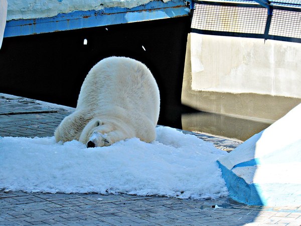 Генератор льда привел новосибирскую медведицу Герду в восторг - Зоопарк, Медведи, Новосибирск, Генератор льда, Роснефть, Видео, Длиннопост