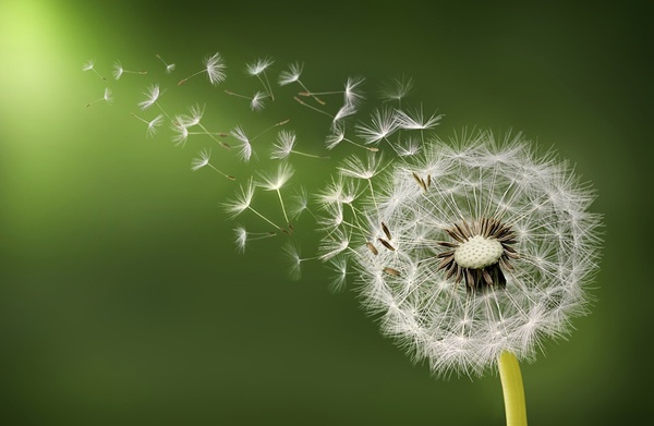 Dandelion - Children, Boy, Mum, Parents and children