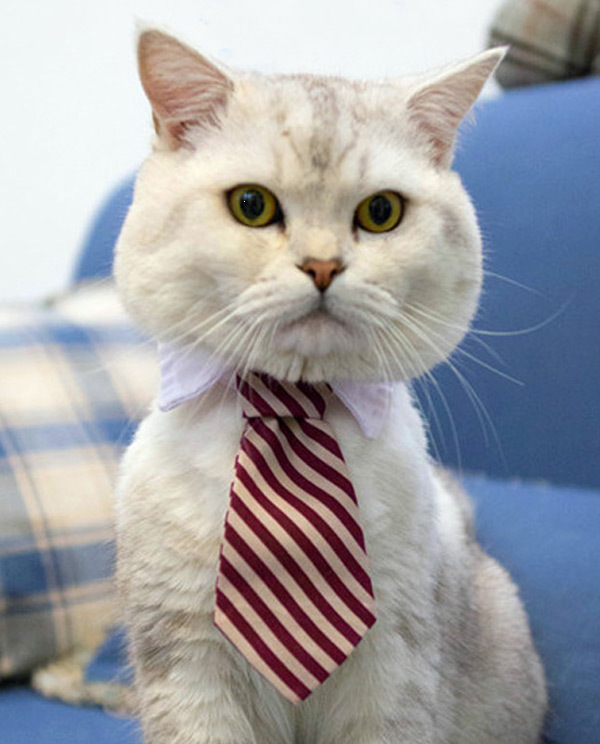 Seriousness - cat, Solidity, Tie