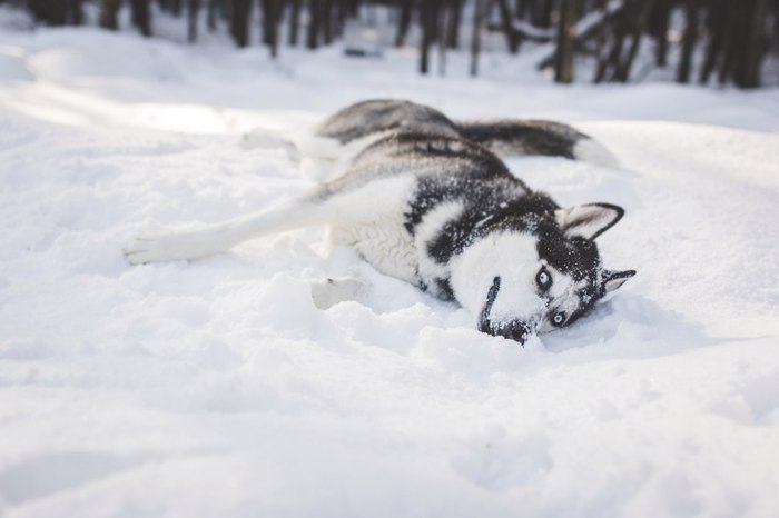 Huskipost - Longpost, The photo, Dog, Winter, My, Husky