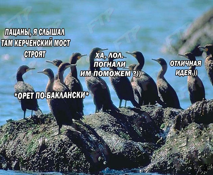 Kerch bridge and cormorants - Picture with text, Cormorants, Kerch bridge, Crimean bridge