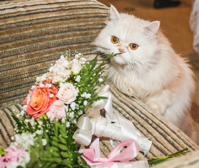 When he gave a girl flowers... - Typical, Female, Flowers, Bouquet, Just, Homemade, The photo, cat, Women