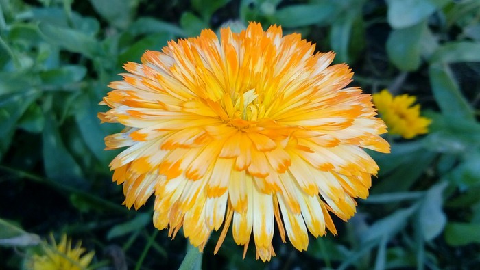 The beauty of calendula - My, Calendula, Flowers