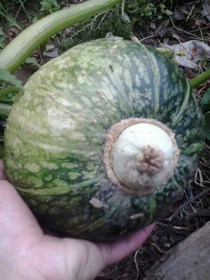 Zucchini and pumpkin in the same garden. - Sex, Pairing, Reproduction, Vegetables, Berries, Zucchini, Pumpkin, Garden, Longpost