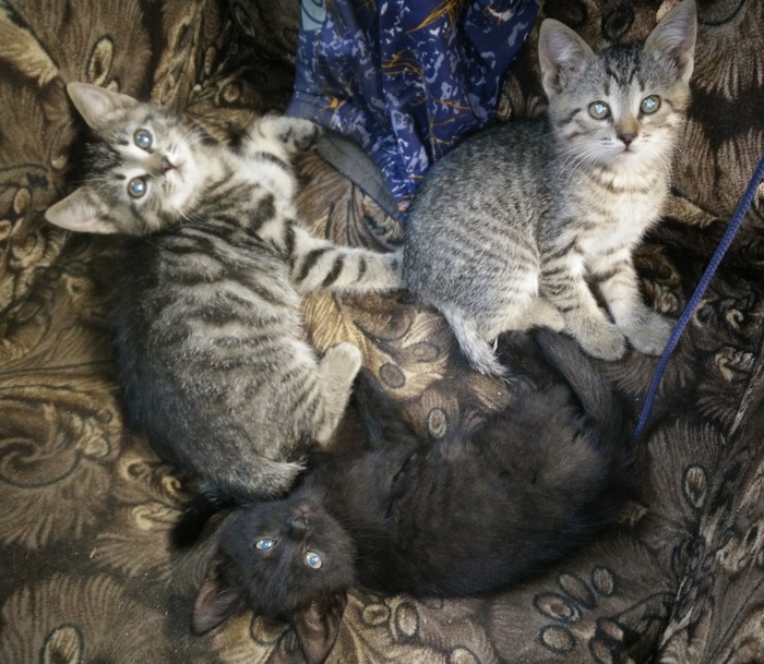 Котоматрица...))