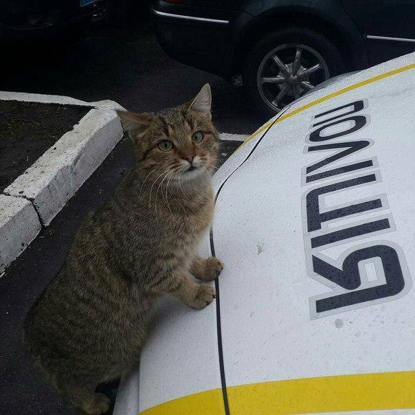 Shut up! - cat, Police