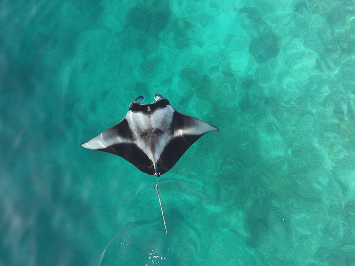 Manti in the Maldives - My, , Maldives, Underwater world, , 