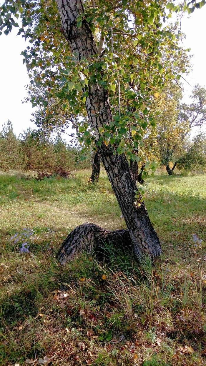 Загогулина