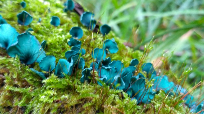 The wonderful world of mushrooms. - The photo, Mushrooms, My, Longpost, Forest