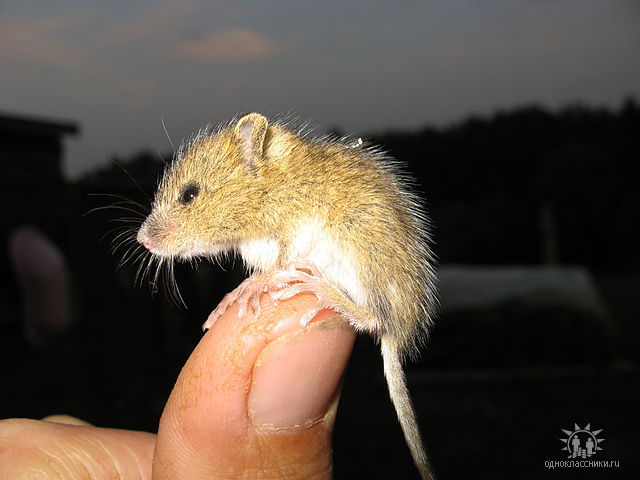 Mouse... - My, Mouse, Nature, My