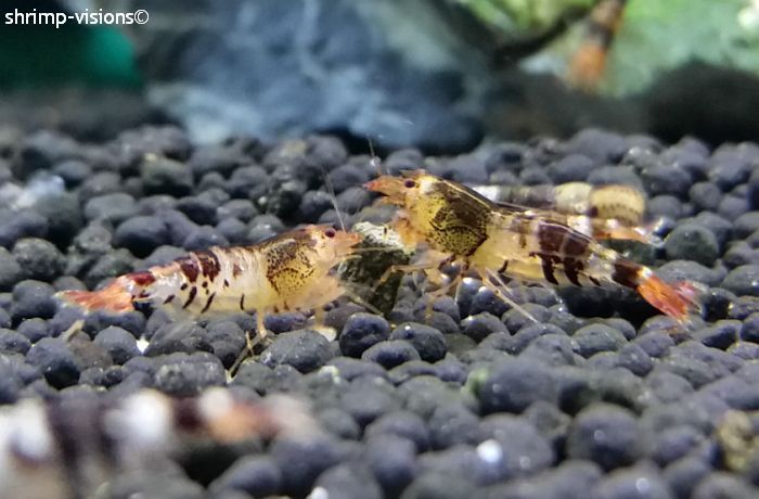 Aquarium stories. - My, Aquarium, Aquarium, Shrimps, Aquarium shrimp, Nature, Informative, , Video, Longpost