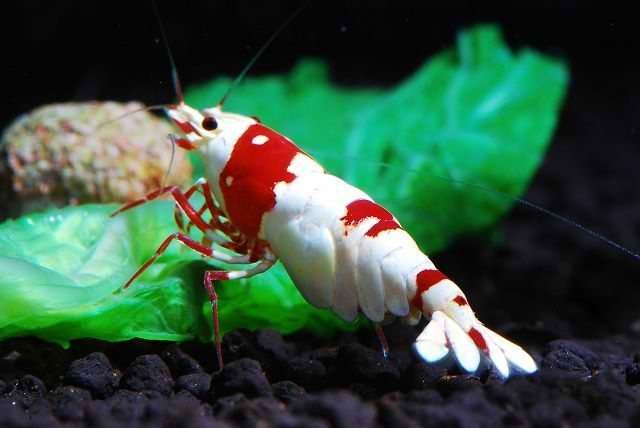 Aquarium stories. - My, Aquarium, Aquarium, Shrimps, Aquarium shrimp, Nature, Informative, , Video, Longpost