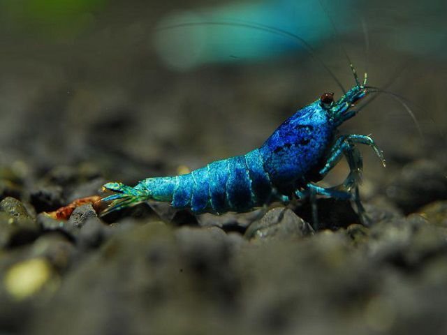 Aquarium stories. - My, Aquarium, Aquarium, Shrimps, Aquarium shrimp, Nature, Informative, , Video, Longpost