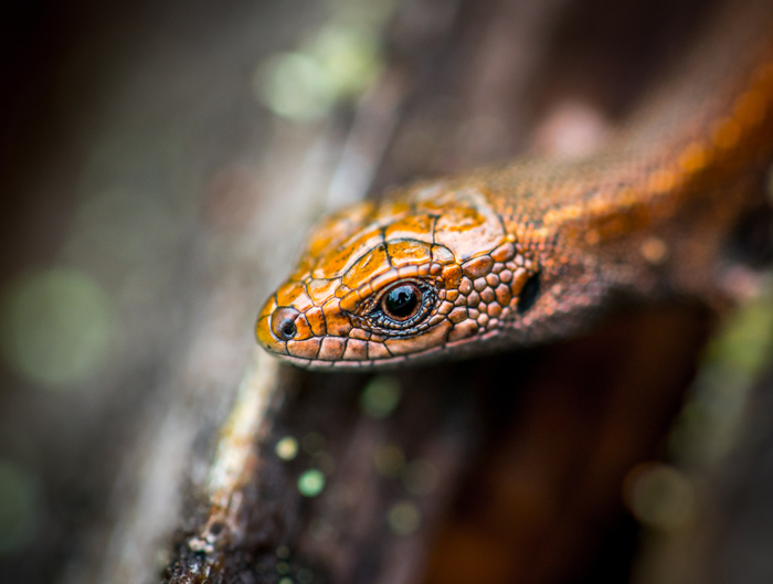 How I photographed a lizard - My, Photo hunting, Lizard, Boletus, Longpost
