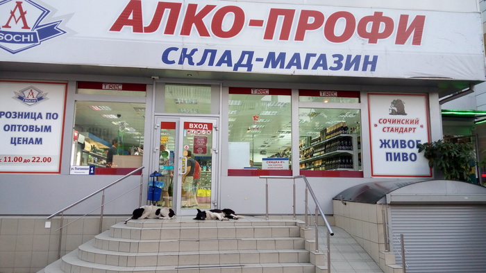 The guys at the entrance are already ready) - Dog, My, Drunk, Sochi, Alcohol