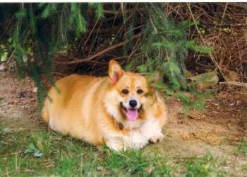 Corgis on Fridays, part of the translation, veterinary, or is it possible to feed corgis from the belly? - Corgi, Dog, Veterinary, Longpost