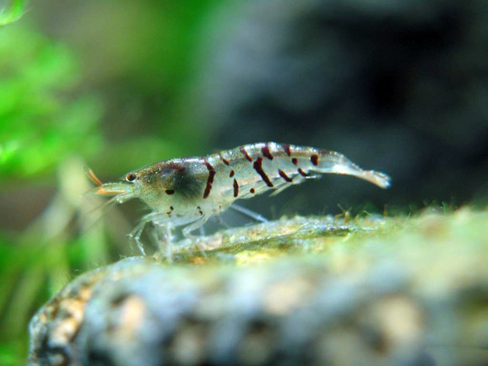 Aquarium stories. - My, , Aquarium, Aquarium, Aquarium shrimp, Shrimps, Longpost