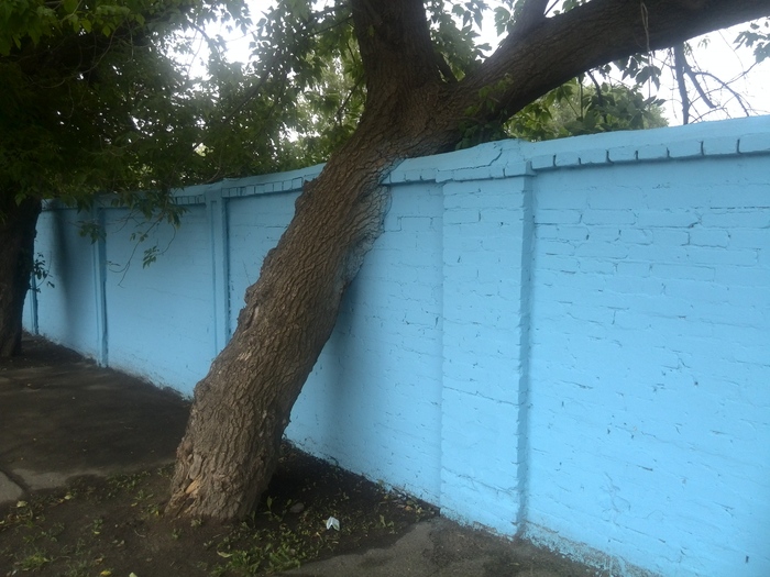 The tree that climbed the wall - My, Nature, Fence, Wall, My, Bricks, Tree