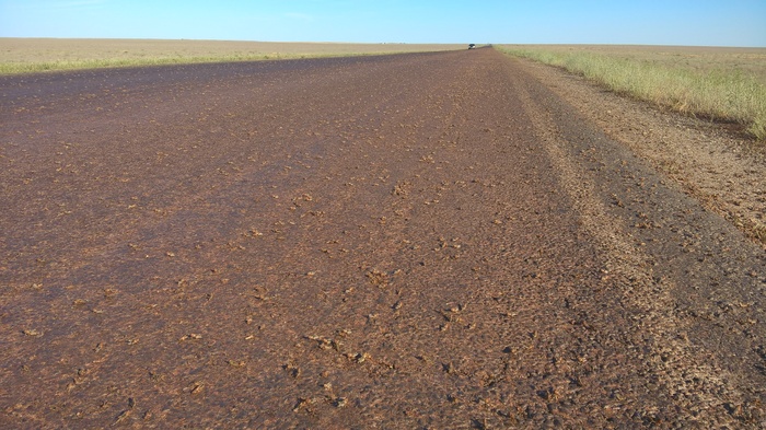 Locust in Kalmykia - My, Locust, , My, Video, Longpost