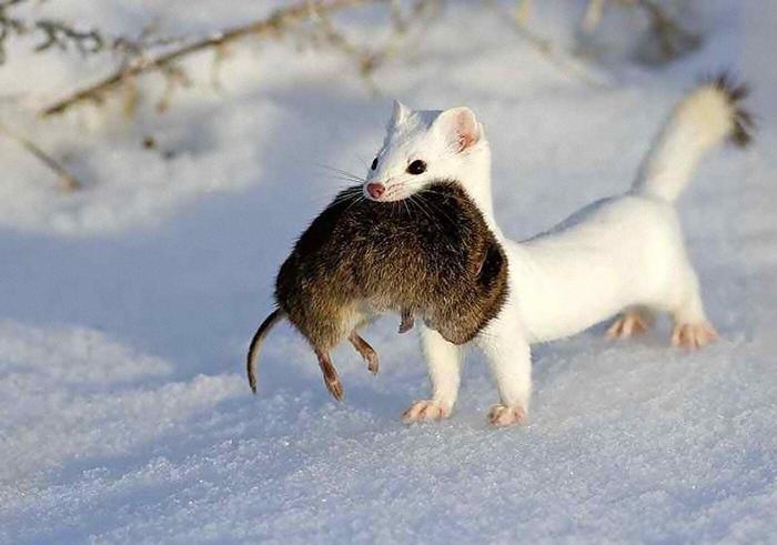 Stoat with his prey - Ermine, Ferret, Marten, Mouse, Rodents
