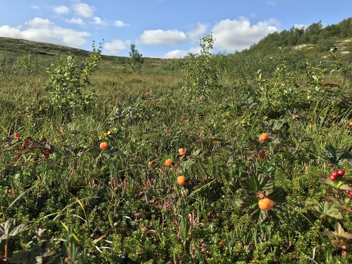 Northern days. - My, North, Berries, Sea, Cloudberry, Blueberry, Good weather, Longpost