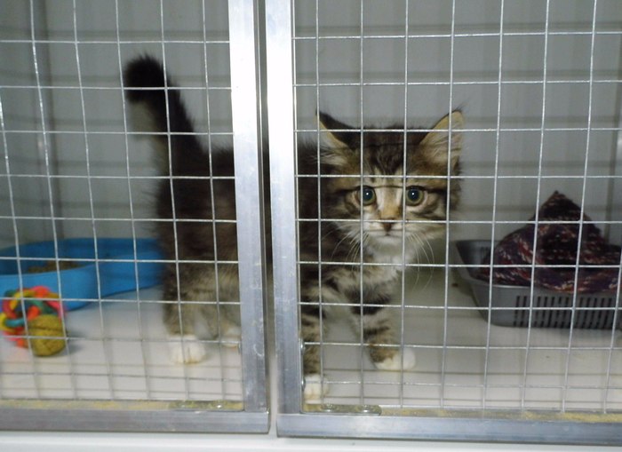Cat Pirozhok - cat, Animal shelter, , Kaluga, Moscow, In good hands, Longpost