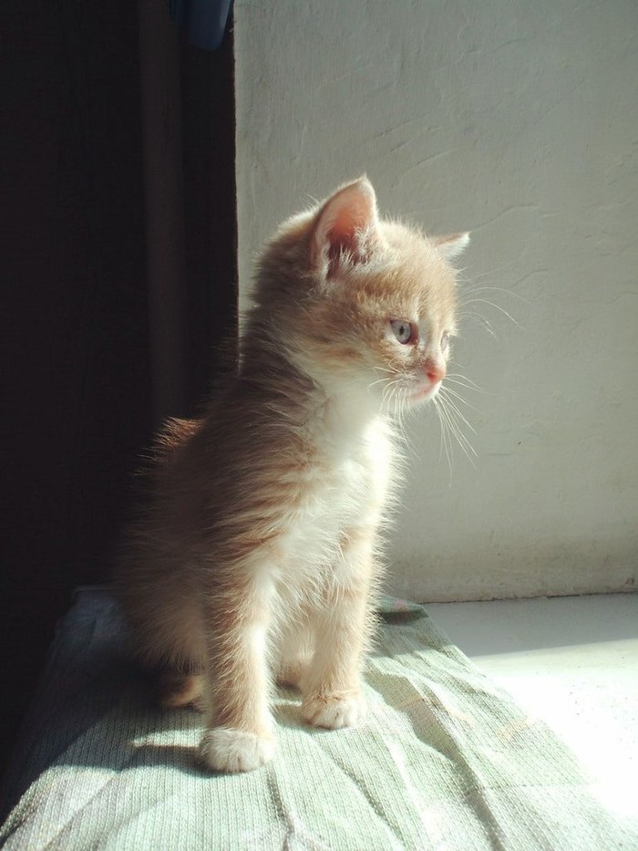 Area watcher... - Looking, cat, Windowsill, Homemade, The photo, Work