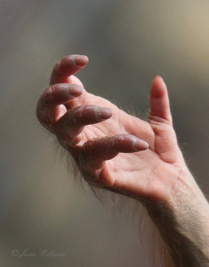 Just the pen of a young orangutan - Hand, Interesting, Animals, Orangutan, Monkey