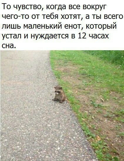 That feeling when the rating is lowered, well, you lower it down, maybe I'll go to the record -? M? I can not hear - Raccoon, Tired of, Rating