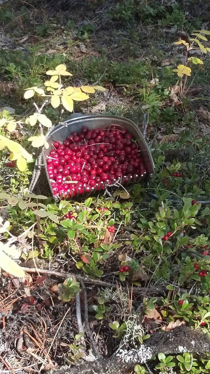 Дары природы | Пикабу