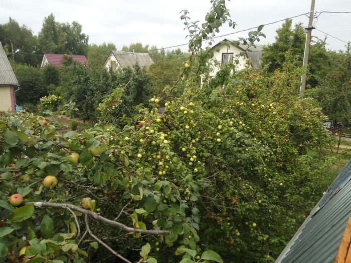 Harvest free, pickup - Longpost, For free, Apples, Is free, My, Dacha