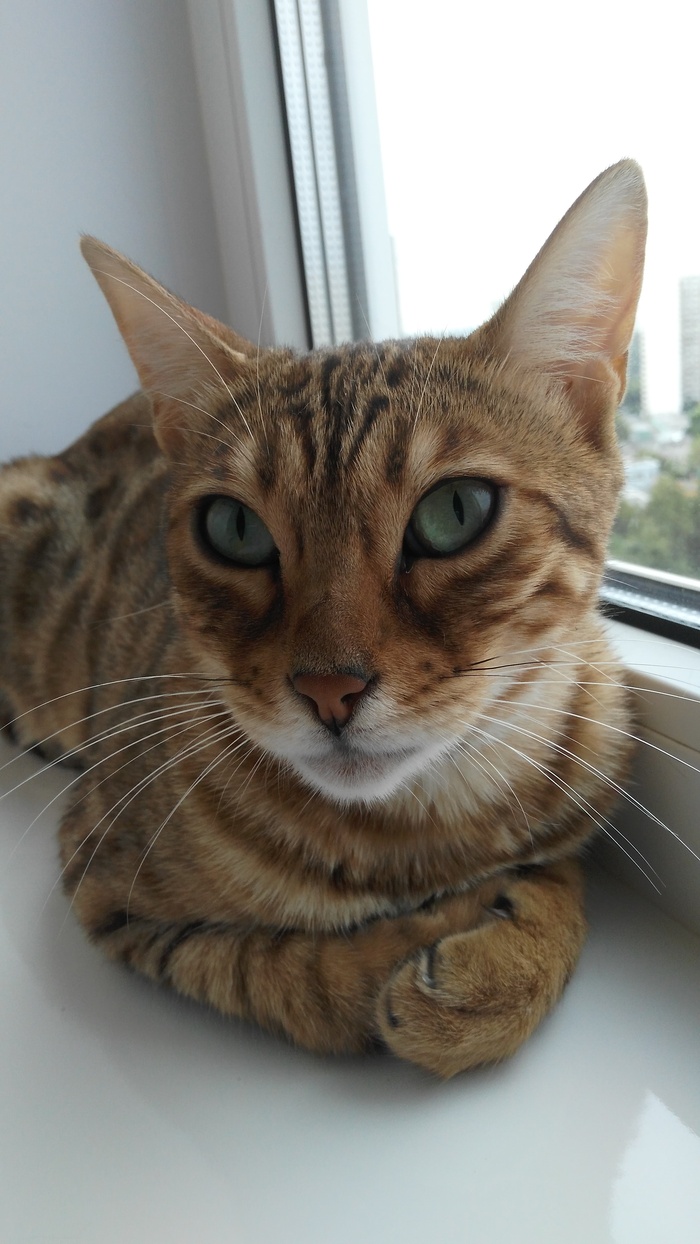 Bengal cat. Satisfied and satisfied. - My, cat, Catomafia, Life with a cat, Bengal cat, Cat found a home, Fluffy, Moscow