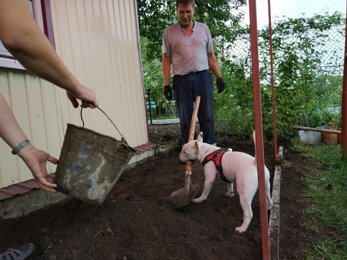 When you have to work off your feed - My, Bull terrier, , Minibull, Dog, Shovel, Bucket