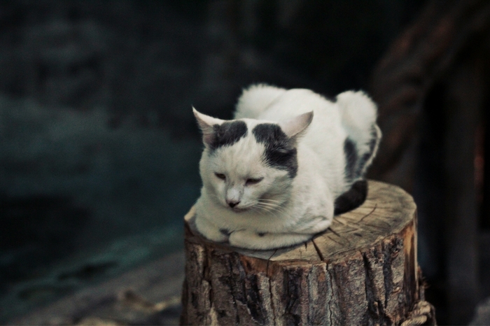 Cat Adolf from Krasnodar Safari Park - My, cat, Hitler's Cat, The photo, Catomafia