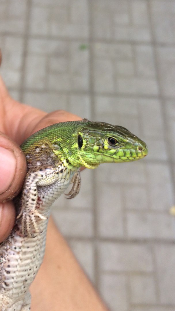 Who will tell you what kind of lizard? - Question, My, Longpost, A question for pick-ups, Lizard