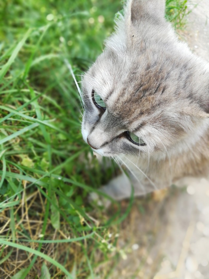 Cat with amazing eyes - Milota, cat, My, Longpost