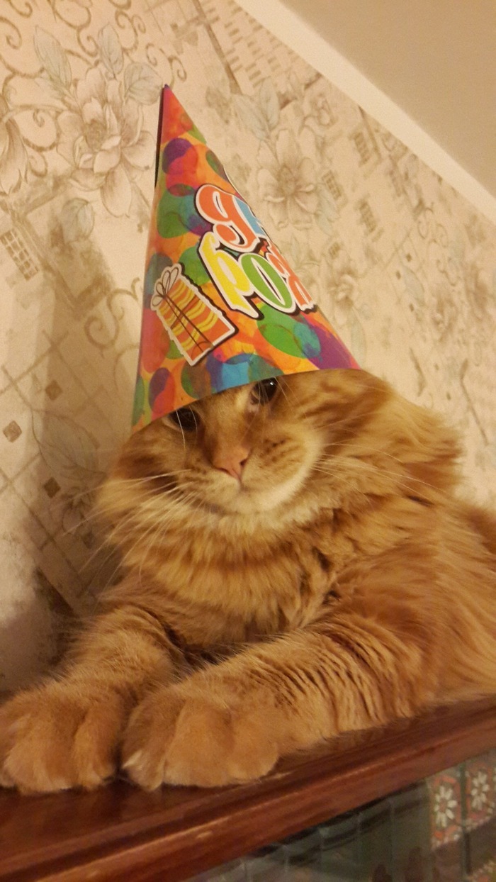 Every birthday after thirty) - My, cat, Birthday, Fun, The photo
