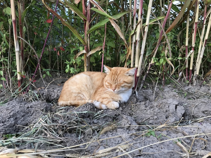 Ginger cat - My, , Nature, cat