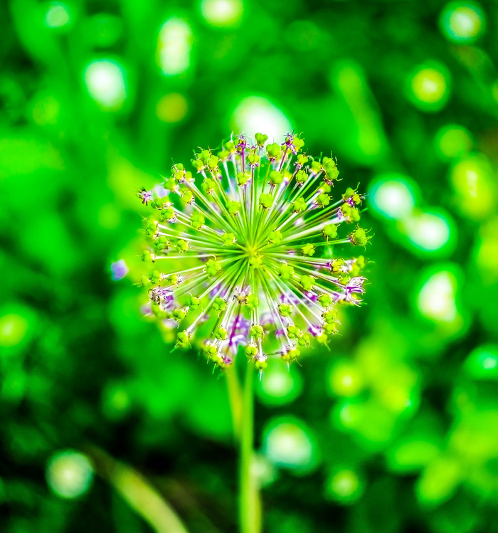 Macro flora. - My, The photo, Closeup, Macro photography, Macro rings, Nature, Amandilian, Longpost