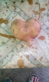 Lukashenka loves you! - My, Potatoes of Love, Garden, Fingers, Flip flops, Heart, Potato