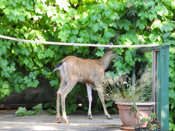 ����� ������ ����