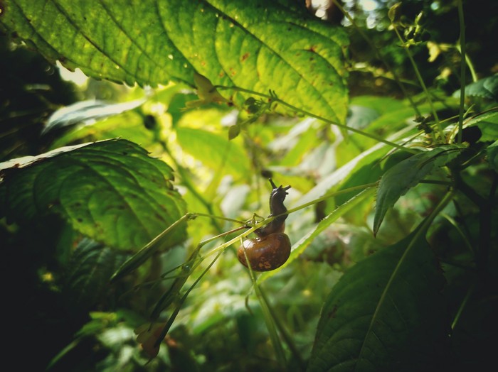 Walked in the woods on the weekend - My, My, Macro, Snail, Macro photography