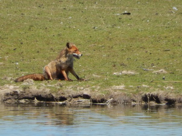 Red morning - Fox, Fyr, Morning, Water, Humor, Longpost